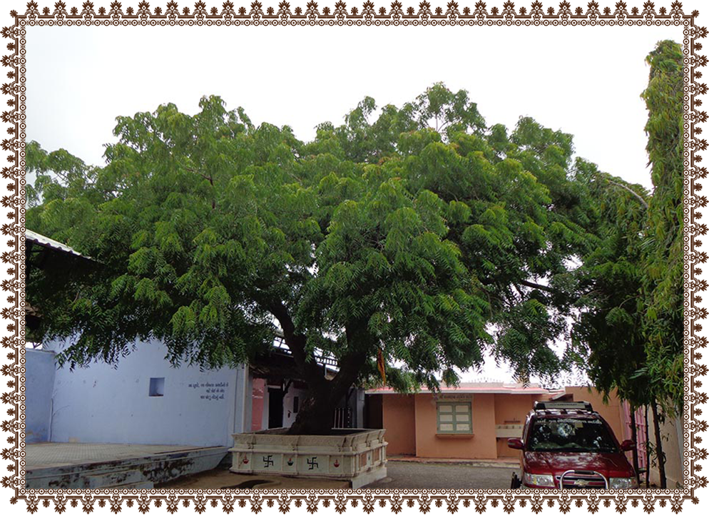 દરબારગઢમાં લીમ્બવૃક્ષ